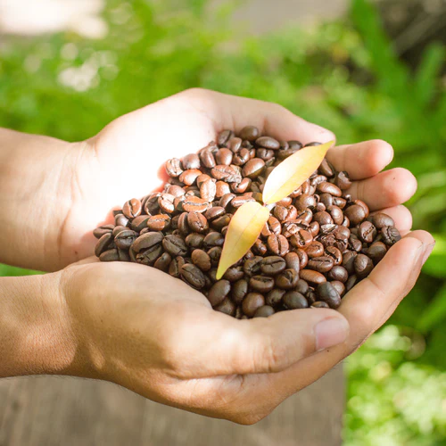 Sustainability and Sourcing Arabica Coffee