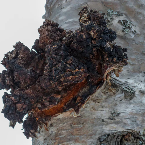 The Ultimate Guide to Chaga Mushrooms Their Health Benefits and Nutritional Value 🍄✨"