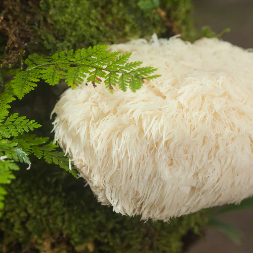 Unraveling the Health Miracles of Lion's Mane Mushroom