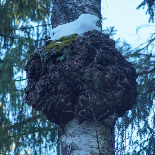 Chaga Mushroom - The Ultimate Guide to Nature's Super Power