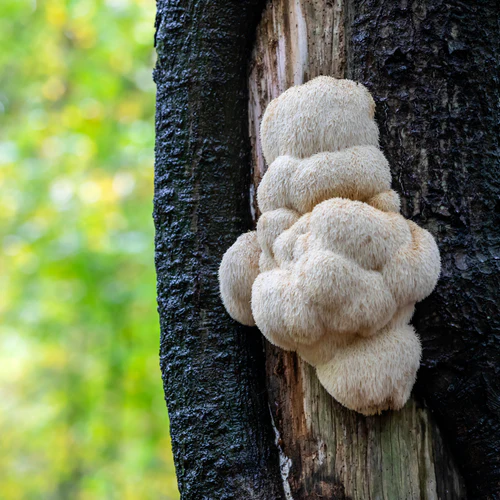 How Lion's Mane Mushroom is used for everything from Health to Cuisine